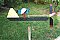 Bird Pecking on Corn Pile